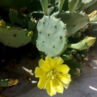 Opuntia ficus indica Prickly Pear Seed Oil
