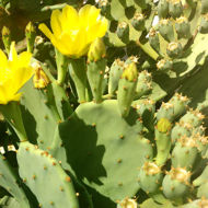Organic Prickly Pear Seed Oil 